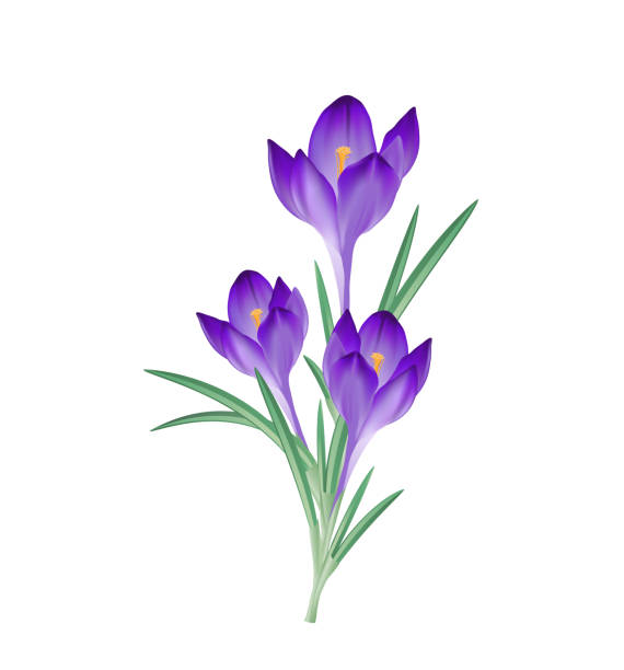 fioletowa grupa kwiatów krokusów, ilustracja wektorowa izolowana na białym tle - crocus stock illustrations