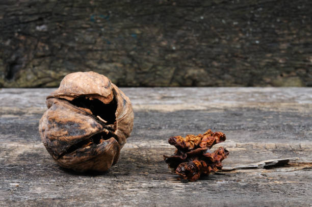 istock The cracked walnut shell and the dried kernel of the walnut. Front view. 1207130586