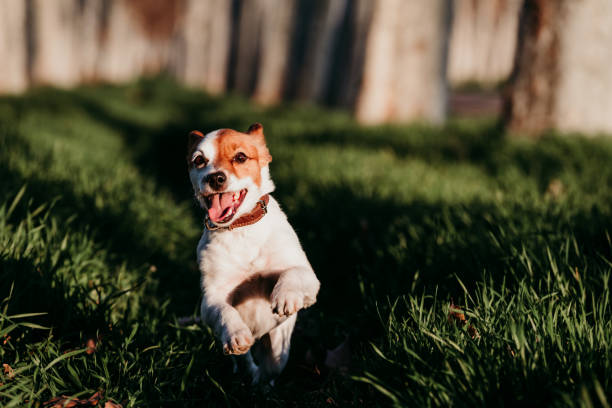 istock Happy jack russell dog running outdoors at sunset 1207131438