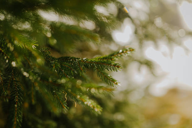 istock close up of pine tree branch in winter 1207132890