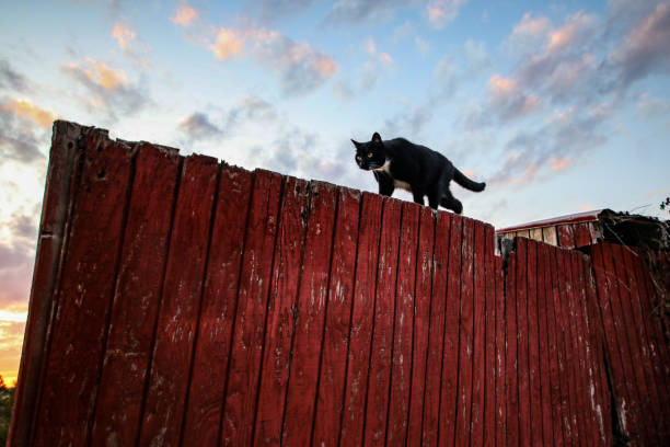 beautiful artistic view of a black cat with a colorful sunset in background - 6646 imagens e fotografias de stock