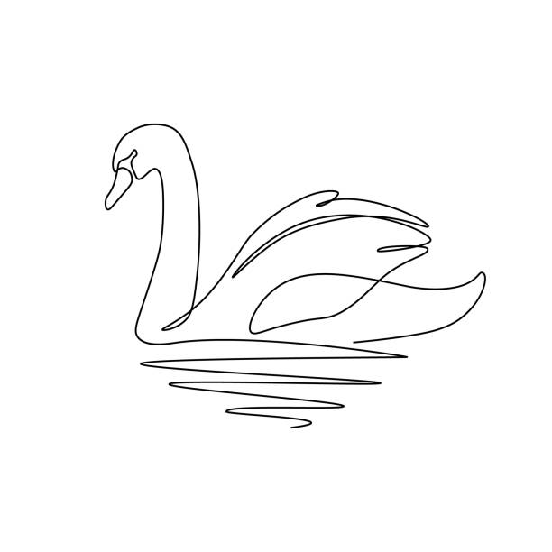 ilustraciones, imágenes clip art, dibujos animados e iconos de stock de pájaro cisne - cisne blanco comun