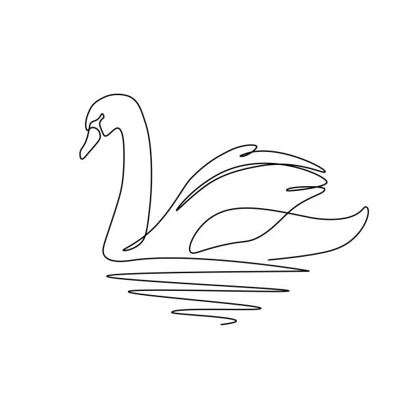 Swan bird Swan bird on water surface in continuous line art drawing style. Black linear sketch isolated on white background. Vector illustration goose bird illustrations stock illustrations