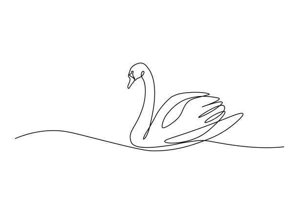 Swan bird Swan bird on water surface in continuous line art drawing style. Black linear sketch isolated on white background. Vector illustration continuous line drawing bird stock illustrations