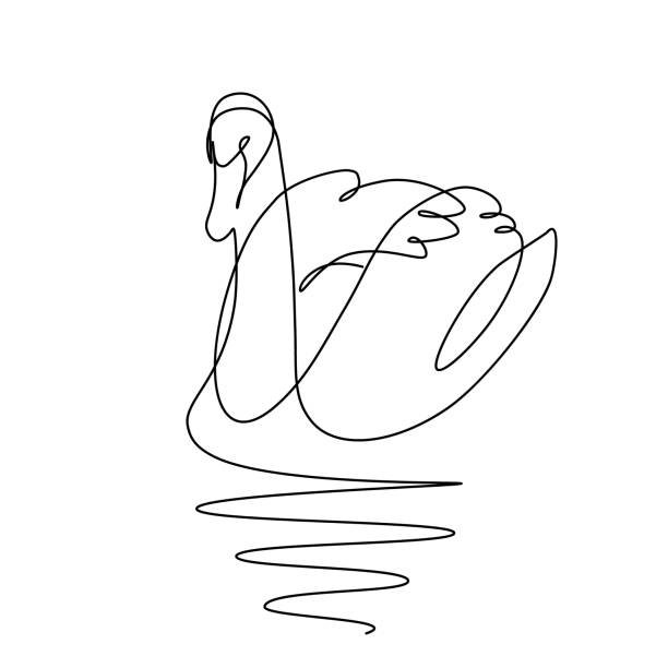 лебедь на воде - water surface standing water swan mute swan stock illustrations