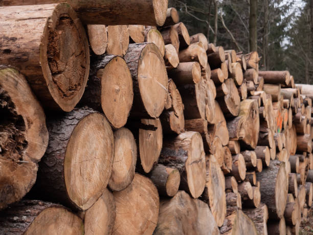 istock Fresh logs in a forest in winter time 1207136291