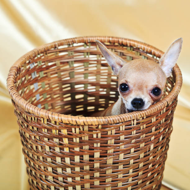istock Chihuahua puppy 120713670