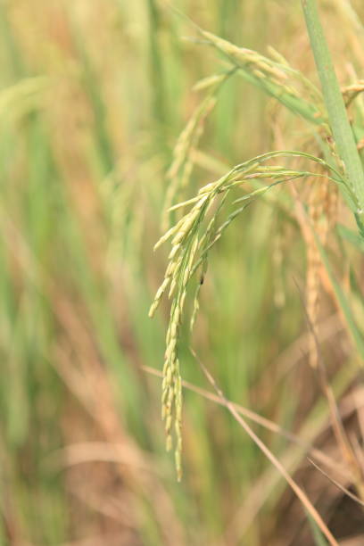 istock big green Rice fields in Thailand 1207136904