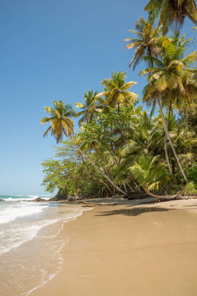 istock Idyllic deserted tropical beach with coconut palm trees 1207137068
