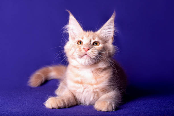 istock Maine coon kitten on blue background. 1207137143