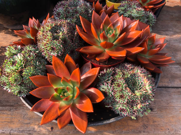 colorful succulent plants in a pot, decorative gardening