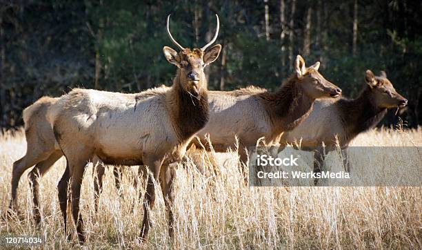 Elk Wildlife Photography In Great Smoky Mountains National Park Stock Photo - Download Image Now