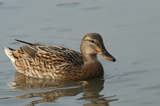 female Mallard (Anas platyrhynchos)