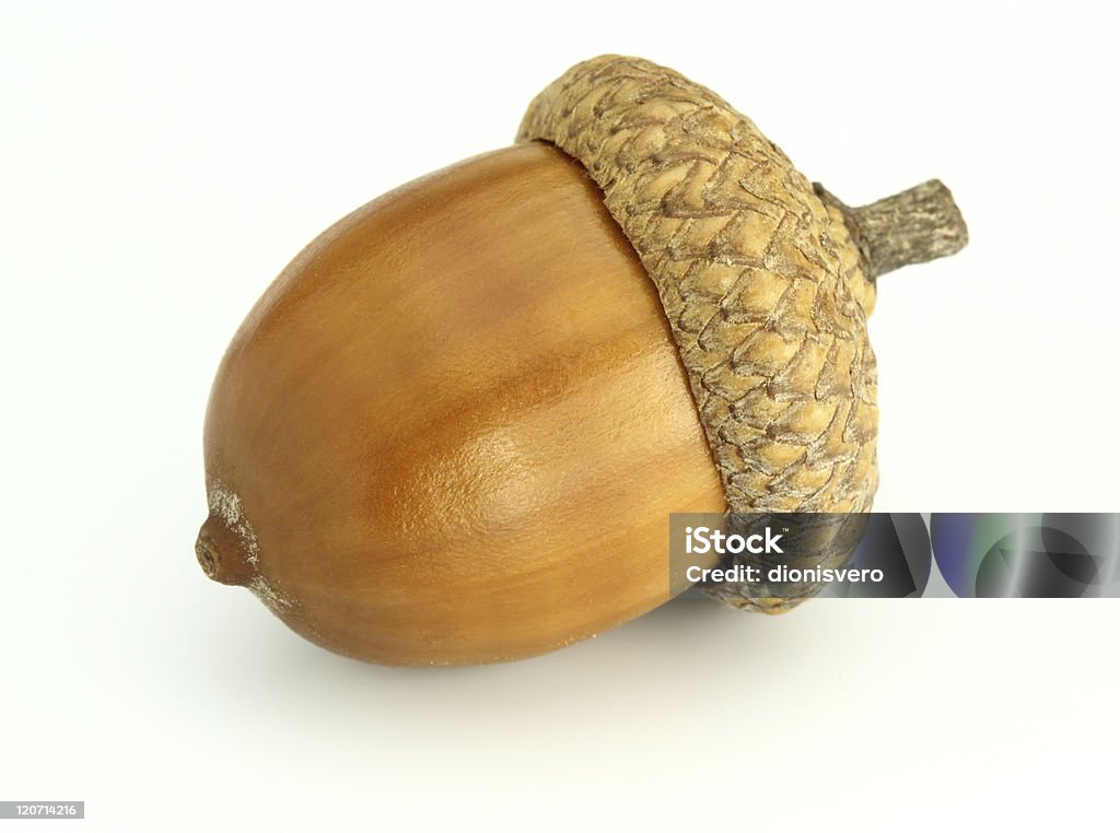 Acorn - Zbiór zdjęć royalty-free (Żołądź - Nasienie)