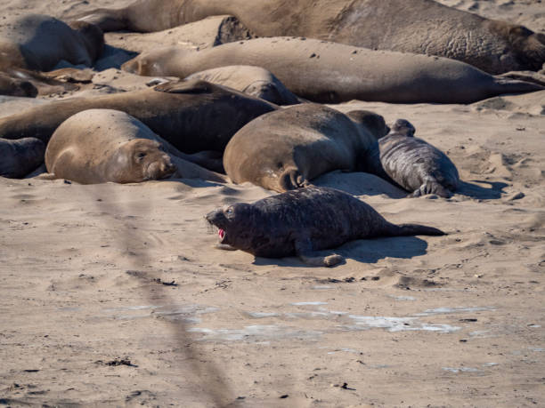 istock Baby Elephant Seal Calls Out 1207142676