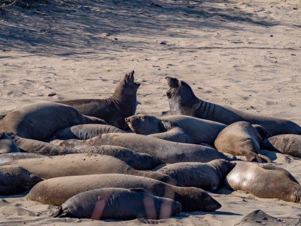 istock Two elephant seals yell at each other 1207142689