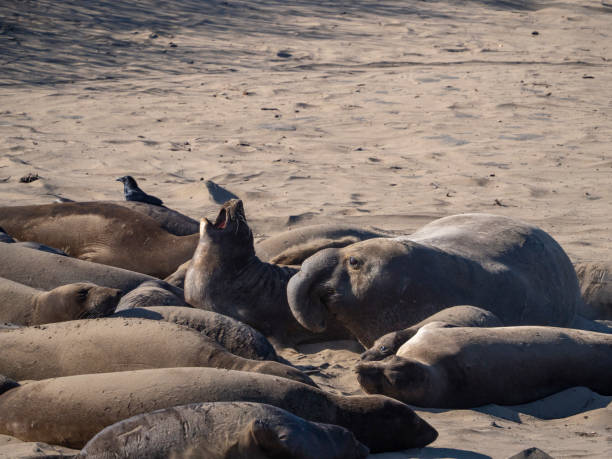 istock Elephant seal yells to the sky 1207142695