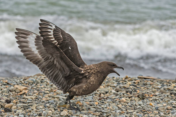 The brown skua (Stercorarius antarcticus), also known as the Antarctic skua, subantarctic skua, southern great skua, southern skua found at Ocean Harbor on South Georgia Island. The brown skua (Stercorarius antarcticus), also known as the Antarctic skua, subantarctic skua, southern great skua, southern skua found at Ocean Harbor on South Georgia Island. charadriiformes stock pictures, royalty-free photos & images