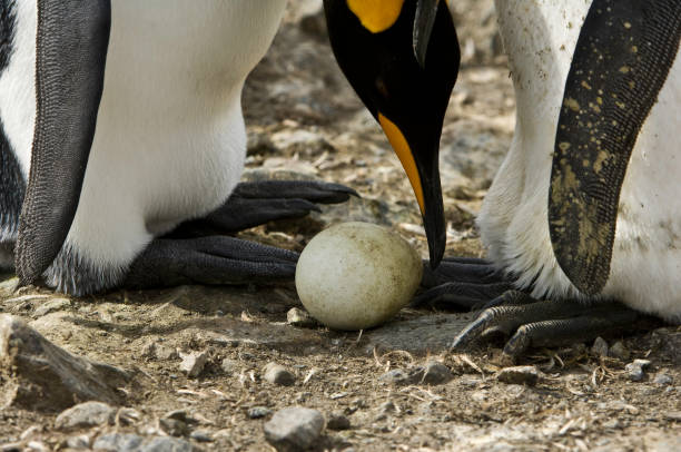 scambio di uova amoung king penguins sulla baia di st. andrews, isole della georgia del sud nell'oceano atlantico meridionale. - sphenisciformes foto e immagini stock