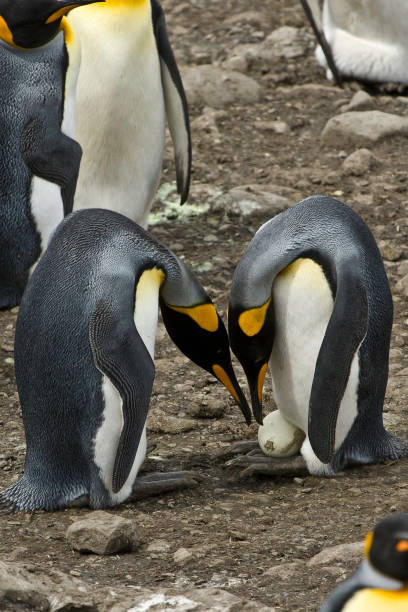 troca de ovos amoung king penguins na baía de st. andrews, ilhas do sul da geórgia no oceano atlântico sul. - sphenisciformes - fotografias e filmes do acervo