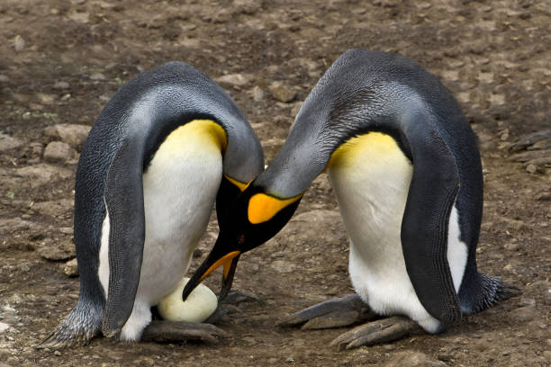 scambio di uova amoung king penguins sulla baia di st. andrews, isole della georgia del sud nell'oceano atlantico meridionale. - sphenisciformes foto e immagini stock