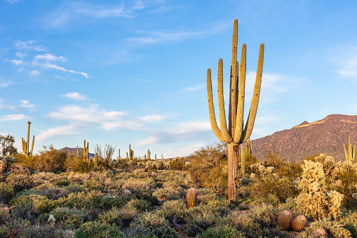 Saguaro cactus and Arizona desert landscape with blue sky.