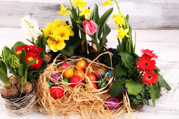 istock Easter eggs hiding in the grass with daffodil, tulips and other spring beautiful flowers 1207143959