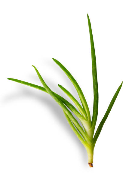 istock Aloe vera plant on white background. (clipping path) 1207144280