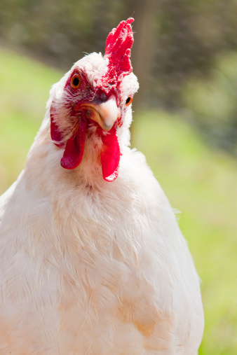 Front view of white chicken head, full frame vertical composition
