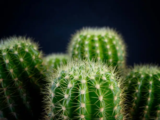 Photo of (close-up) Cactus plants.