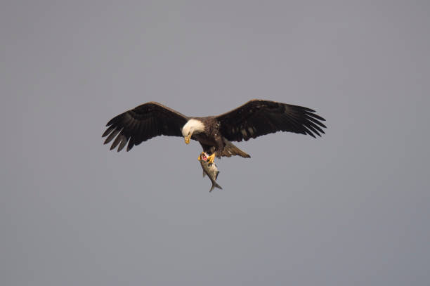 istock A Bald Eagle flies in the blue sky with its wings spread while looking at a fish in its talons. 1207148305