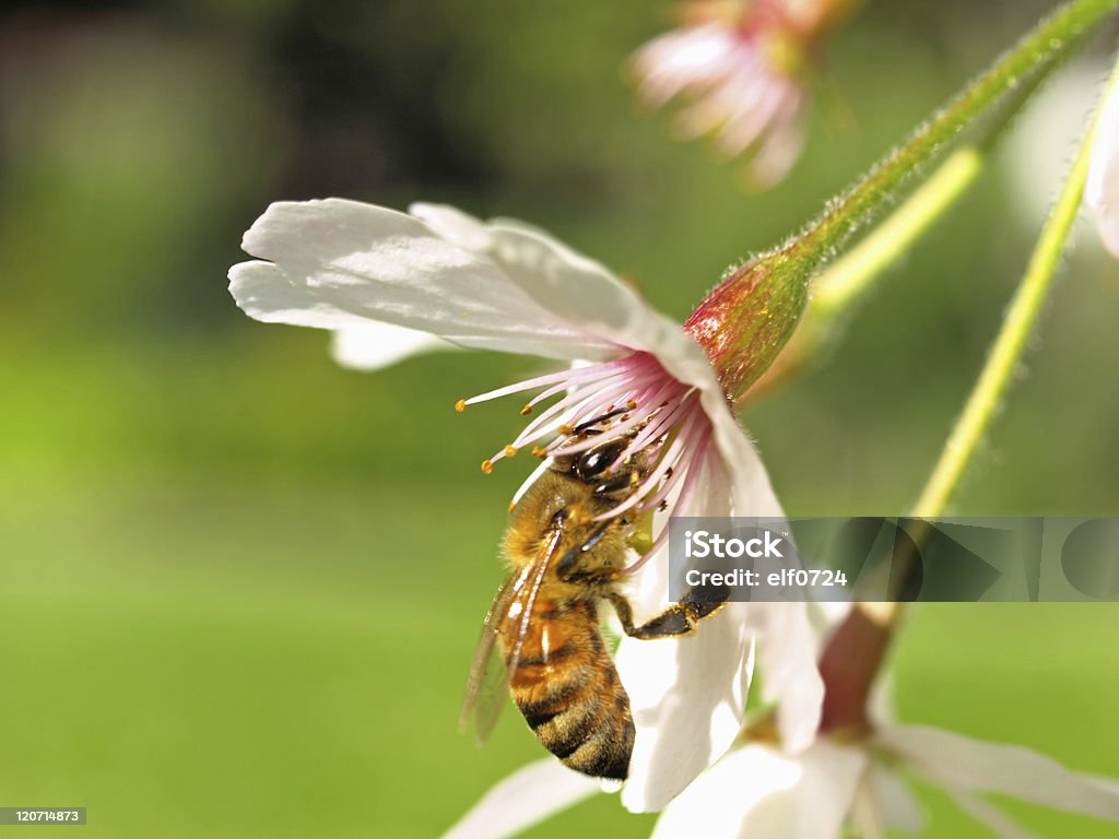 Immagine di primo piano del Fiore di ciliegio & ape - Foto stock royalty-free di Agricoltura