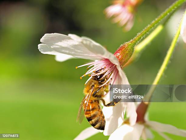 클로즈업 픽쳐 Of 벚꽃 꿀벌 계절에 대한 스톡 사진 및 기타 이미지 - 계절, 곤충, 꽃 나무
