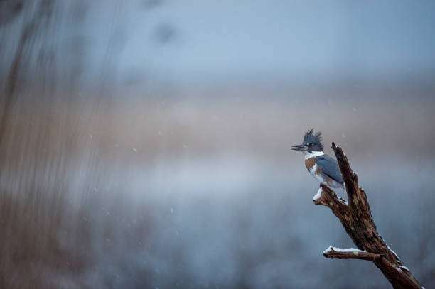 A female Belted Kingfisher perched on a log in the light falling snow with a smooth background of wide open marsh.