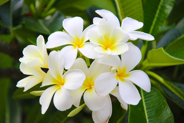 Tiara Tahiti Small, white, seven-petal gardenia blossoms. gentianales photos stock pictures, royalty-free photos & images