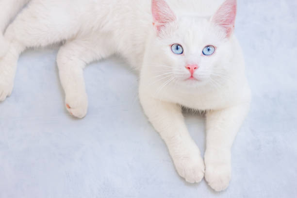 chat blanc avec des yeux bleus mettant en vedette à l’appareil-photo - staring photos et images de collection