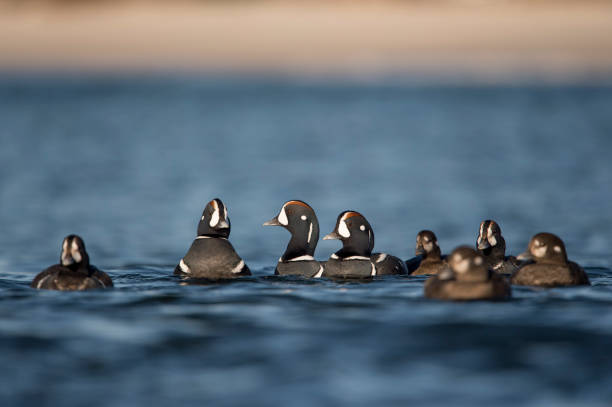 un piccolo gruppo di anatre arlecchine nuota nell'acqua blu brillante in una giornata di sole. - harlequin duck duck harlequin water bird foto e immagini stock