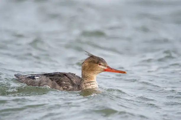 A female Red-breasted Merganser swims in clear cold water on an overcast day.