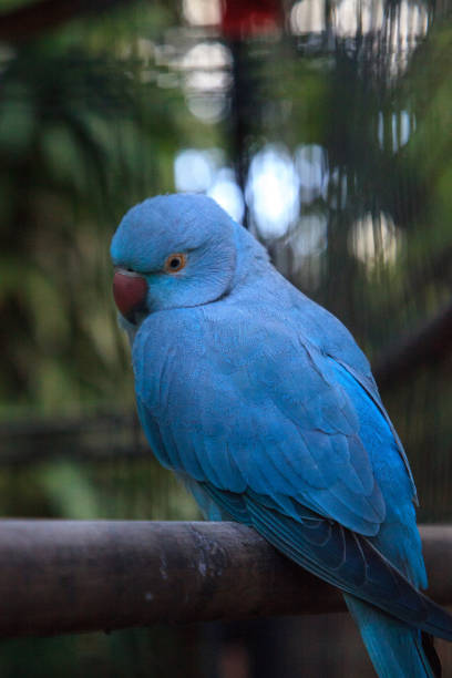 Blue Indian ringneck parrot Psittacula krameri