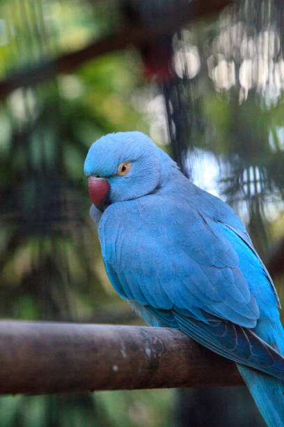 istock Blue Indian ringneck parrot Psittacula krameri 1207152073
