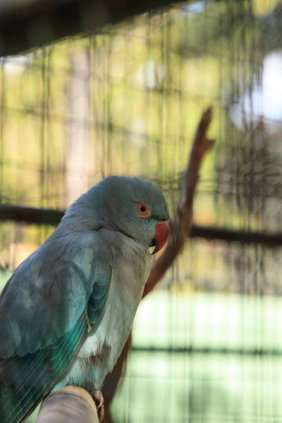 istock Blue Indian ringneck parrot Psittacula krameri 1207152140