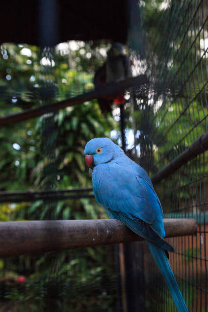 istock Blue Indian ringneck parrot Psittacula krameri 1207152178