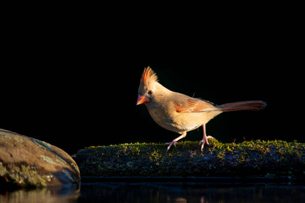 istock A female Northern Cardinal perched on a mossy log in a spotlight of sun with a solid black background. 1207152260