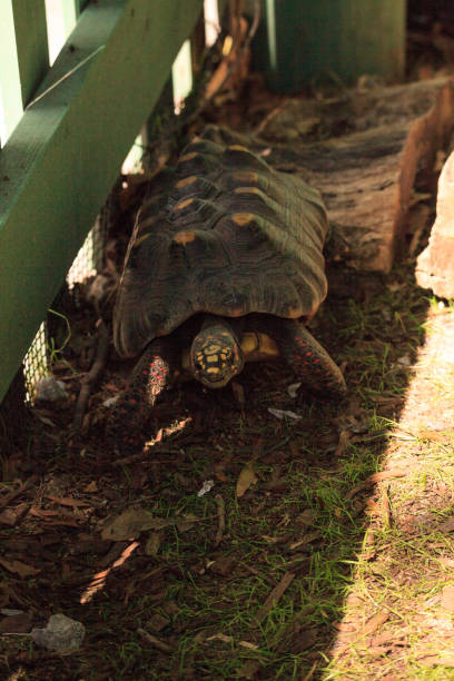istock Red-footed tortoise Chelonoidis carbonaria 1207153260