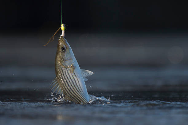 A fish being pulled from the water caught on a hook with fishing line and a splash. stock photo