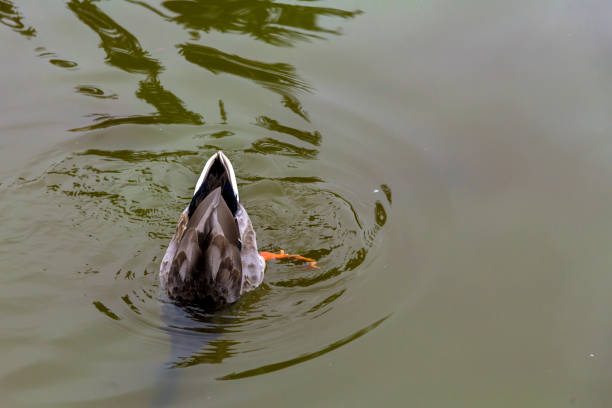 istock Wild duck, Anas platyrhynchos 1207153951