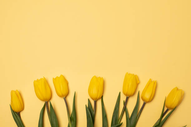 istock Yellow tulips on yellow background 1207154122