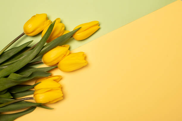istock Yellow tulips on yellow background 1207154131