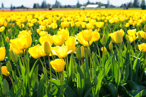 istock Yellow Tulip Field 1207154811