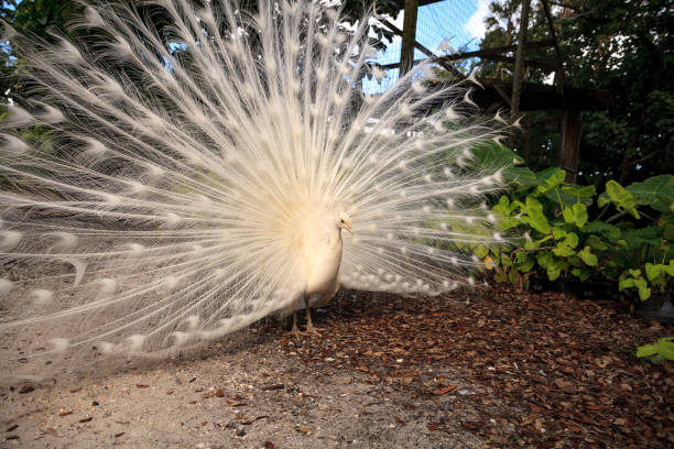 istock White peacock Pavo Albus bird with its feathers spread 1207155007